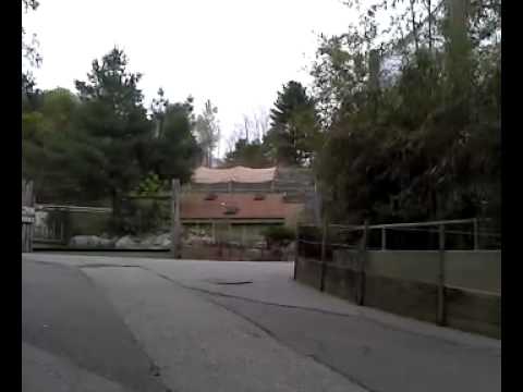 Gibbons Making Noise at Stone Zoo