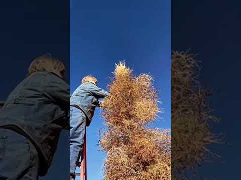 Did you guess right? Christmas Tree preparation!