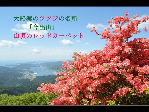 「山頂のレッドカーペット」　大船渡市　今出山のツツジ