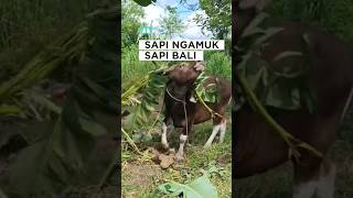 Download lagu sapi ngamuk, sapi kurban, sapi Bali #shorts #cutecow #lembu #bull mp3 Download lagu sapi ngamuk, sapi kurban, sapi Bali #shorts #cutecow #lembu #bull mp3