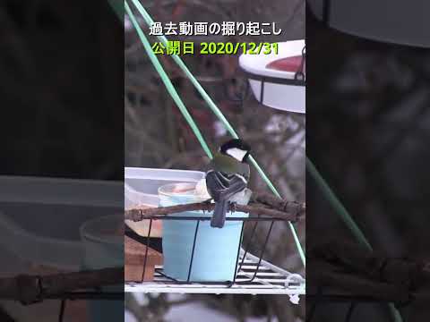 冬にシジュウカラはどこにいますか？渡り鳥なのでしょうか？  庭園