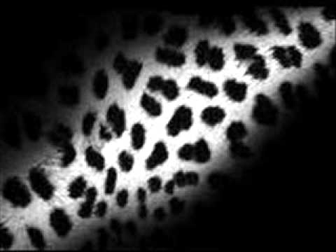 The Leopards - Back on the track