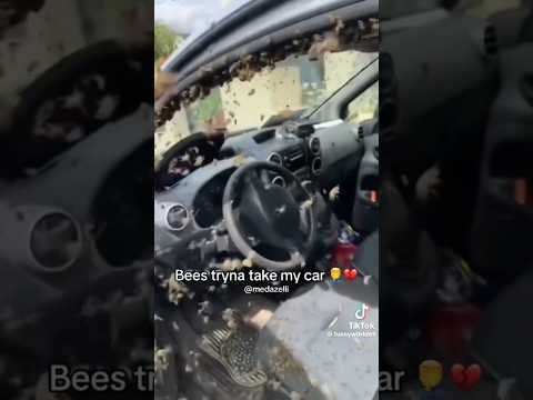 Bees tryna drive cars in 2023 🤣😂🤣🤣🤣💯 #lmao #funny