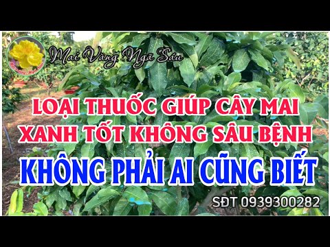 Phun thuốc này hàng tuần cây mai xanh tốt không sâu bệnh