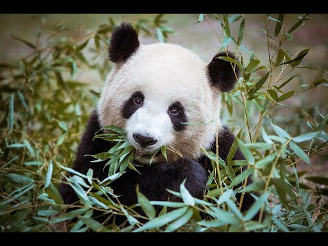 Curse of Years - Mythic N'zoth - R2 Healing MW Monk PoV (260k hps)