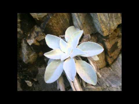 Chris Reece & Dinka   Autumn Leaves Michael Cassette Remix