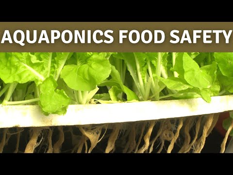, title : 'Is Aquaponics Safe To Eat? Aquaponics Food Safety Recommendations, Aquaponics GAP