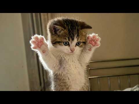 DRAMATIC Cats Freaking Out at Every Little Thing! 😂🐱 Funny Cat Videos
