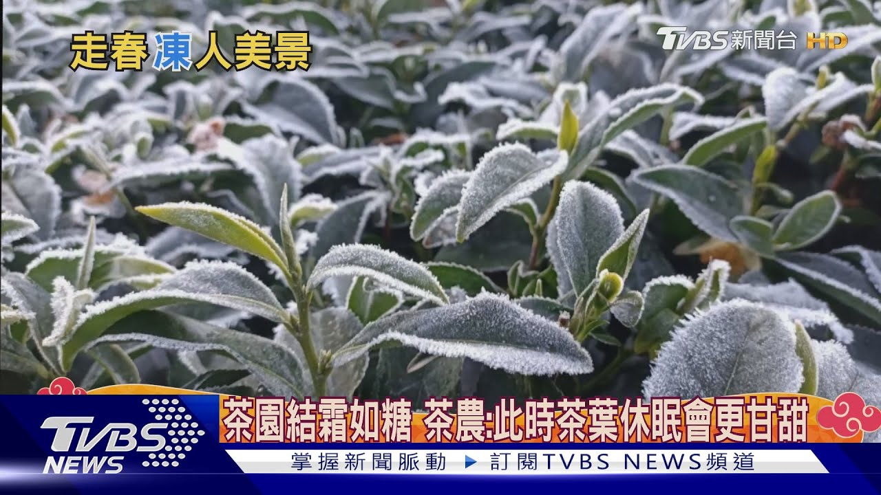 茶園結霜如糖 茶農:此時茶葉休眠會更甘甜