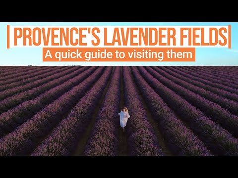 A quick guide to visiting Provence's blooming lavender fields
