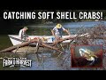Soft Shell Crab Season In South Carolina