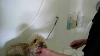 Poodle Grooming and Ear Care Purr fect Paws Grooming Salon Hollister