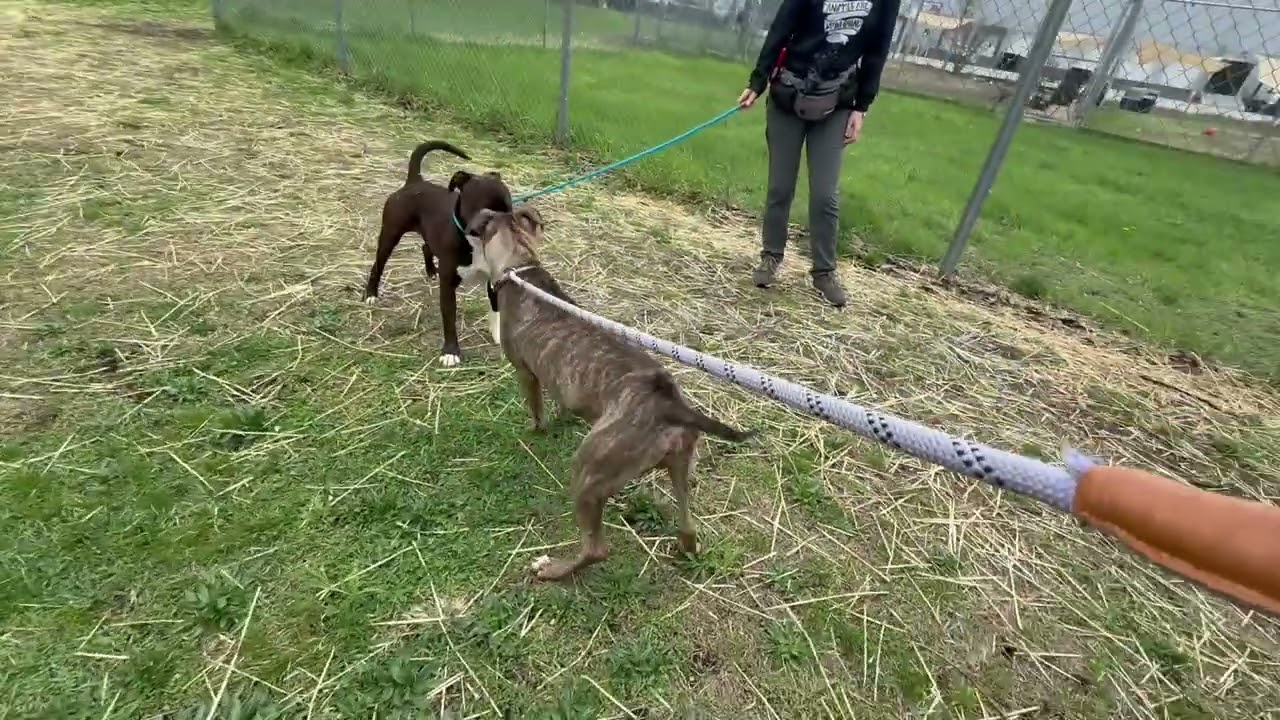 Saylor's Leash Test