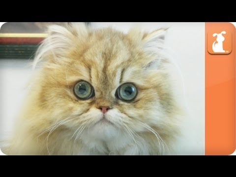 Kitten on a Keyboard - Behind the Scenes Outtakes with Anime Lillipuss - Kitten on a Keyboard