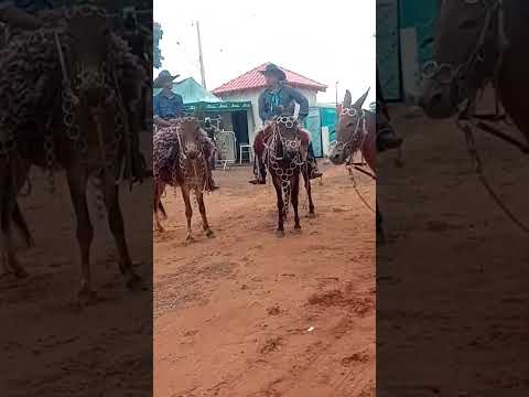 EXPO PEROBAL 2025.. PARANÁ -BRASIL 🐎 🇧🇷 🐎