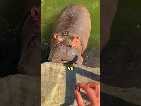 One Small Mistake Made His Pet Sick 😨