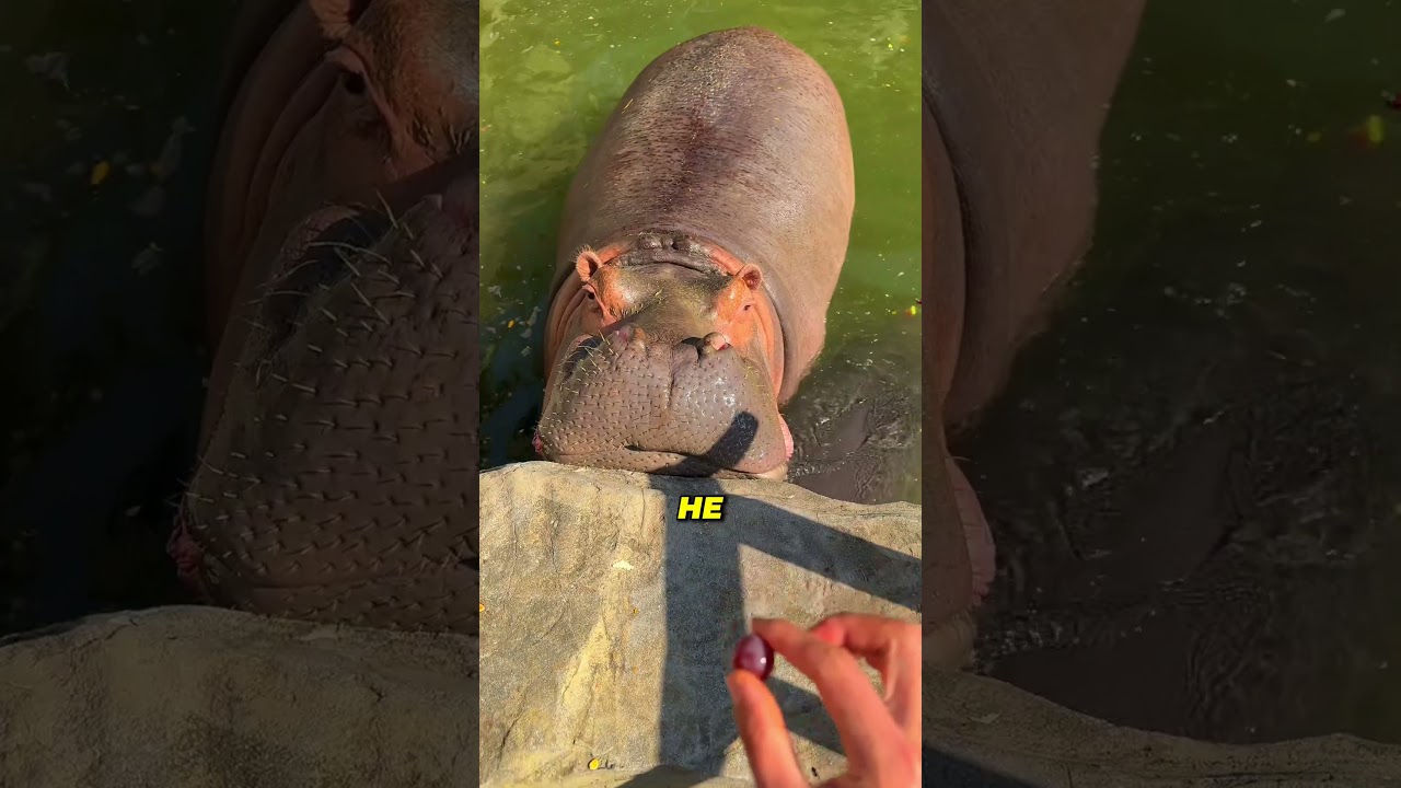 One Small Mistake Made His Pet Sick 😨