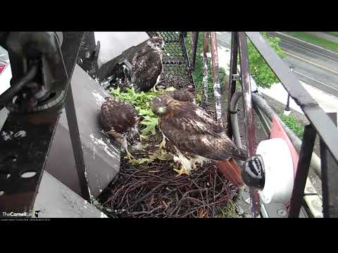 Big Red Feeds Cornell Hawks A Chipmunk For Breakfast – June 6, 2019