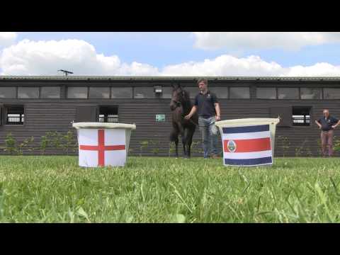 Cryptic Colt: Who will he choose between England v Costa Rica?