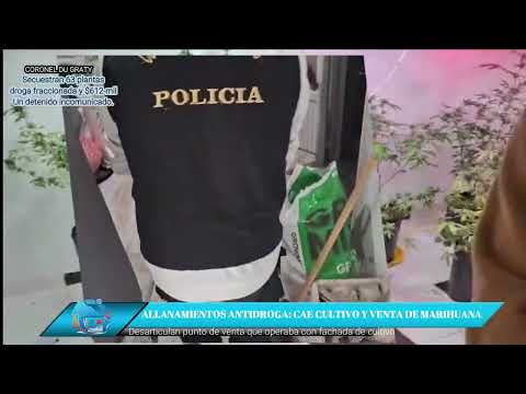 DESBARATAN PUNTO NARCO CON CULTIVO DE MARIHUANA EN DU GRATY