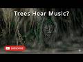 Do Trees Hear Music? | Empaths Video Timestamps and Chapters