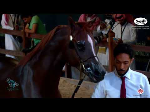 N 321 HATEM AL MANAMA   The Kingdom International Championship For AH 2022   Stallions 4 – 6 Years O