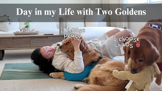 Day In My Life with Two Golden Retrievers | Morning Routine, Laundry Day, Playing Fetch , Realistic