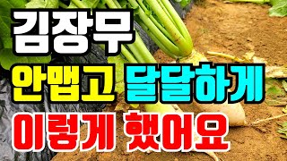 김장무 달달하게 키우기 이렇게했어요