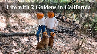 Life with 2 Goldens | Reality of Pumpkin photoshoot with dogs, pumpkin patch hopping