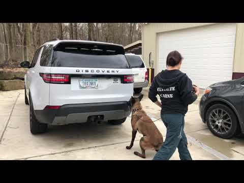 K9 Mattis narcotics detection vehicles - solid alert