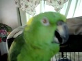 Поющий попугай 