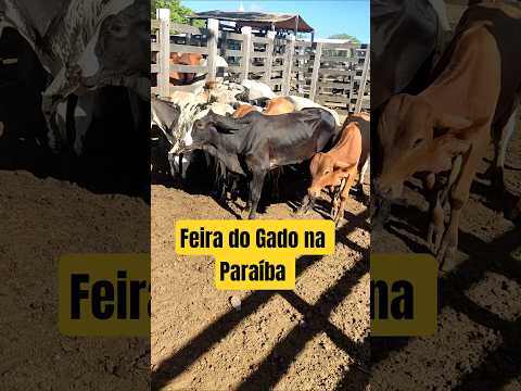 Feira dos animais em Monteiro-PB 07/03/26