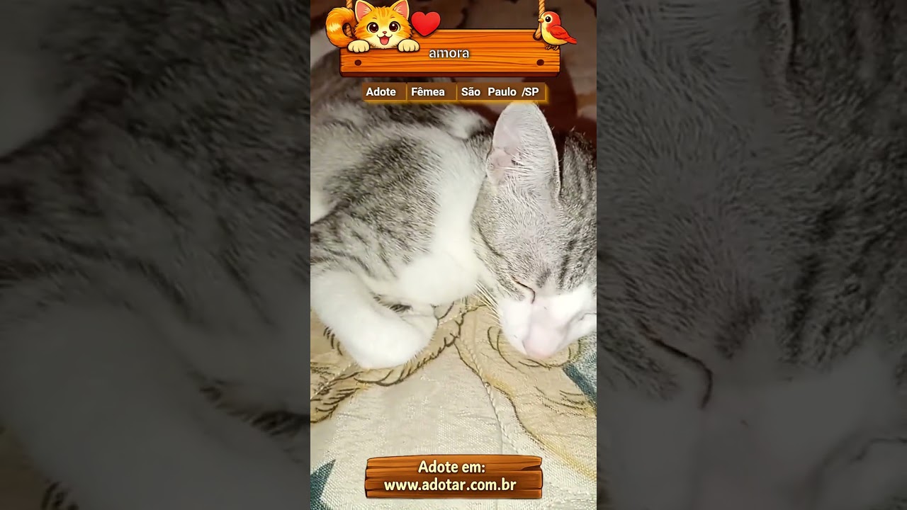 Gato raça SRD-ViraLata idade 2 a 6 meses nome amora