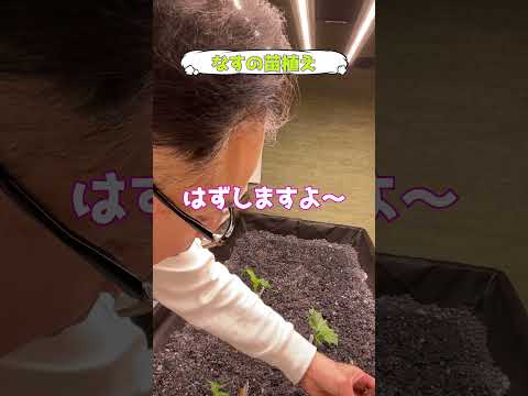 園芸 ナス ナス