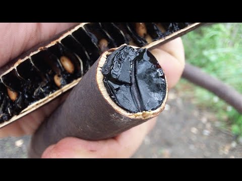 Propiedades de la Caña Fístola PARA LA SALUD