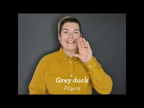How to Sign NZSL Duck in NZSL