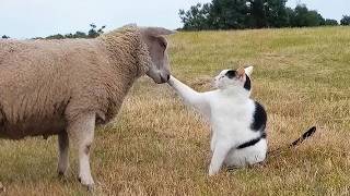 Hilarious Cats Actually Run The World 🤣 Funny Animals Life