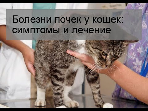 Болезни почек у кошек: симптомы и лечение