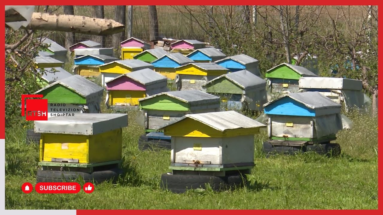 Kujdesi për bletët, përgatitjet për dimërimin e bletëve dhe lufta kundër varroatozës