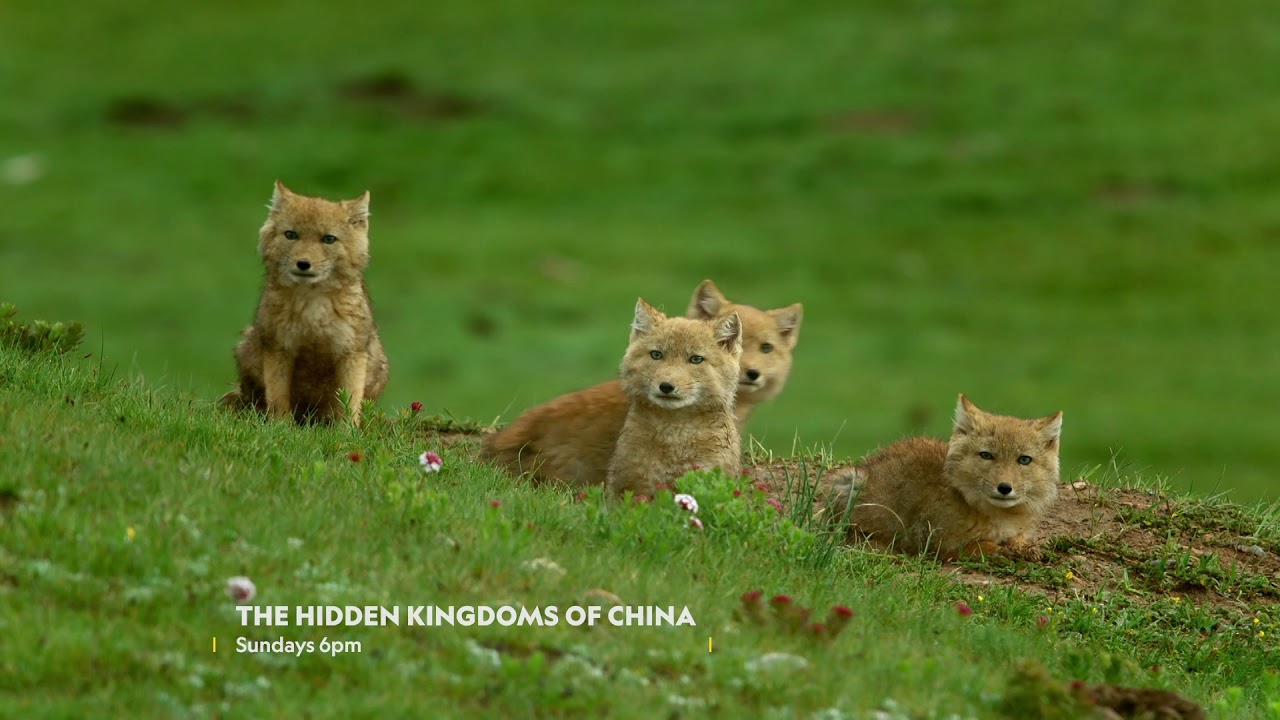 The Hidden Kingdoms Of China on National Geographic WILD | Virgin Media