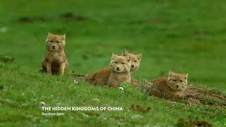 The Hidden Kingdoms Of China on National Geographic WILD | Virgin Media