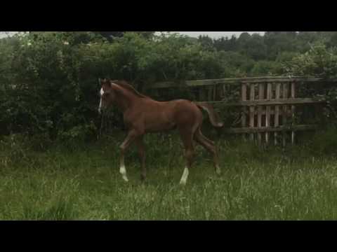 Clarimo Colt 5 Weeks