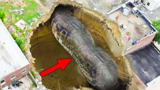 Maiores Animais Já Capturados Pela Câmera