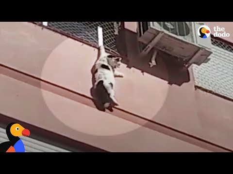 Cat Dangling From Building Rescued By Hero | The Dodo