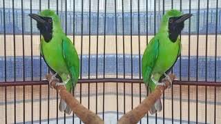 Download lagu Cucak Ijo super ngotot  ful tembakan Tengkek Walet pedas Paruh sobek sobek @edyjagalchanel7465 mp3