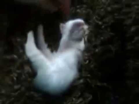 SÜSSE  BEBY KATZE   UNSERE PUSCHEL