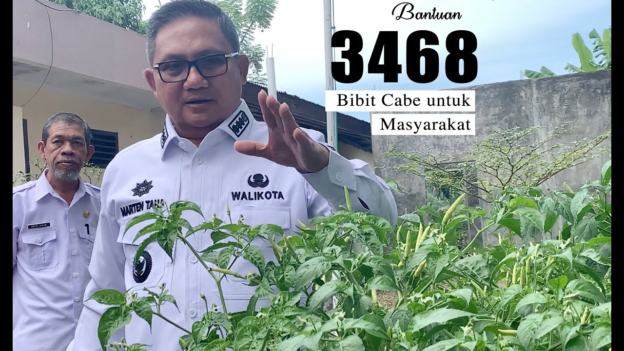 Pemkot Gorontalo Salurkan bantuan Tanaman Cabe Rawit kepada Masyarakat