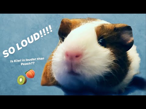 Kiwi Scream Wheeking | Baby Guinea Pig Finding Her Voice | Peawi Pigs