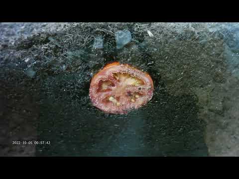 2000 Hungry Composting Worms vs Tomato last 30 seconds they destroy it!