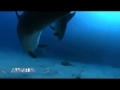 Звуки природы и подводный мир. Дельфины. 